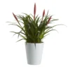 Bromeliad In 12cm White Ceramic Decorative Pot