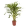 Butterfly Palm In 24cm Terracotta Plastic Grow Pot