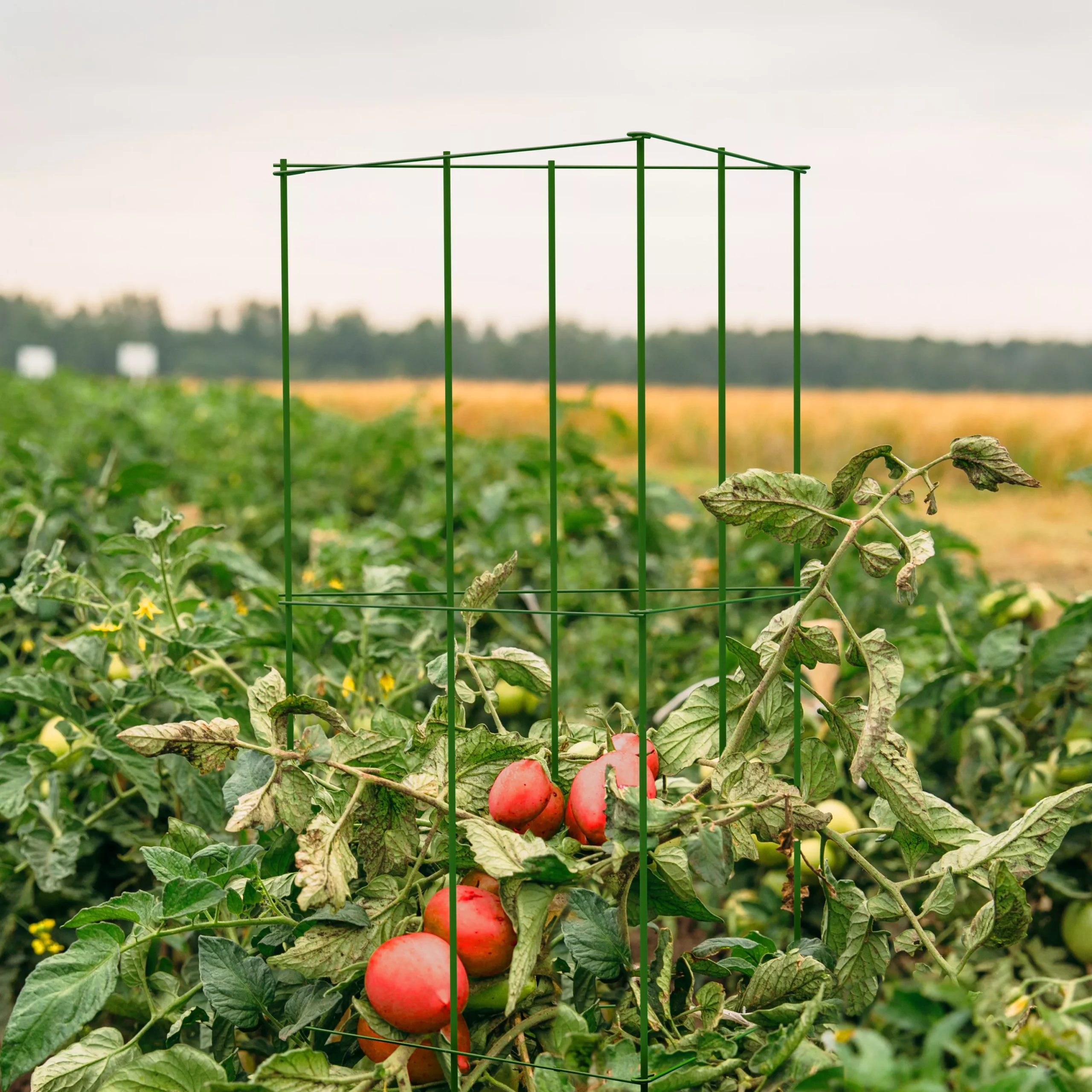 Panacea Steel 3-sided Frame Plant Support Frame (L)119cm (Dia)36cm - Image 2