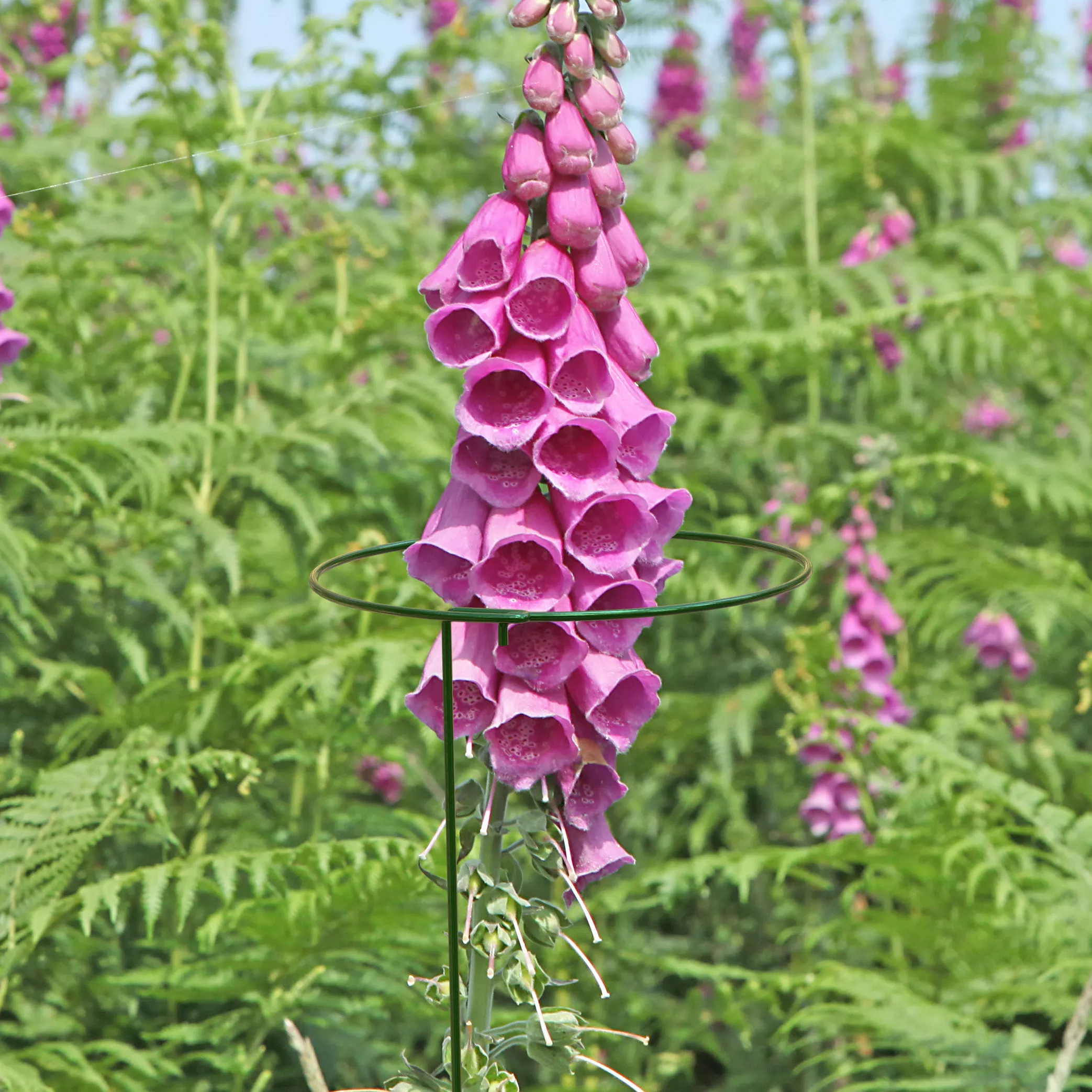 Panacea Steel Single Stem Plant Support (L)122cm (Dia)20.3cm, Pack Of 3 - Image 2