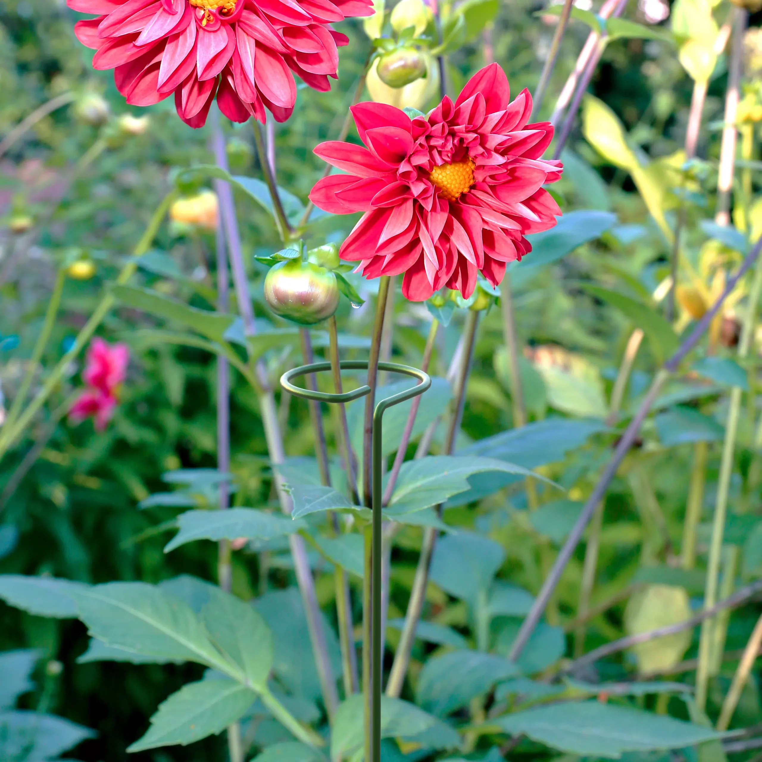 Panacea Steel Single Stem Plant Support (L)122cm (Dia)8.6cm, Pack Of 3 - Image 2