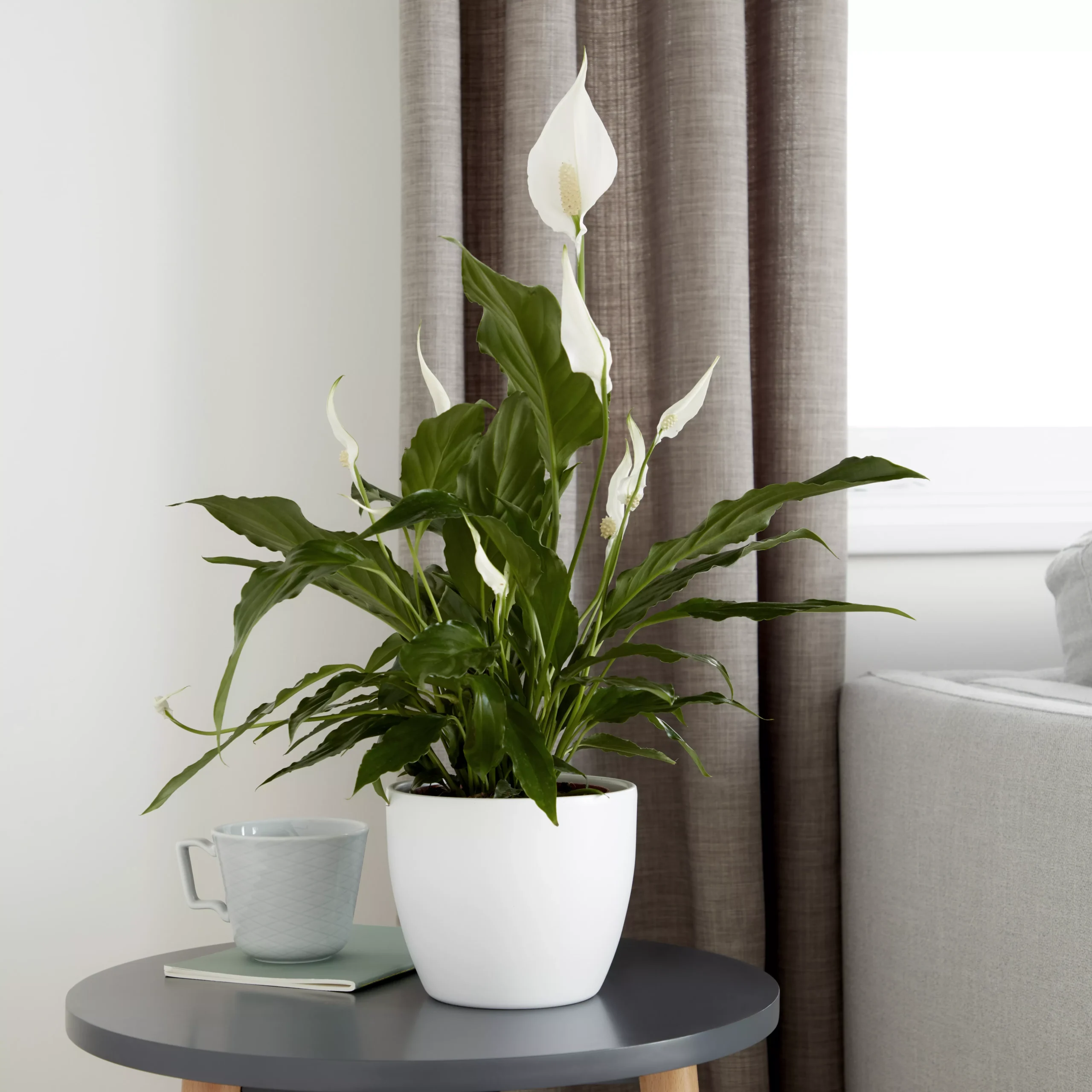 Peace Lily In 21cm Terracotta Plastic Grow Pot - Image 3