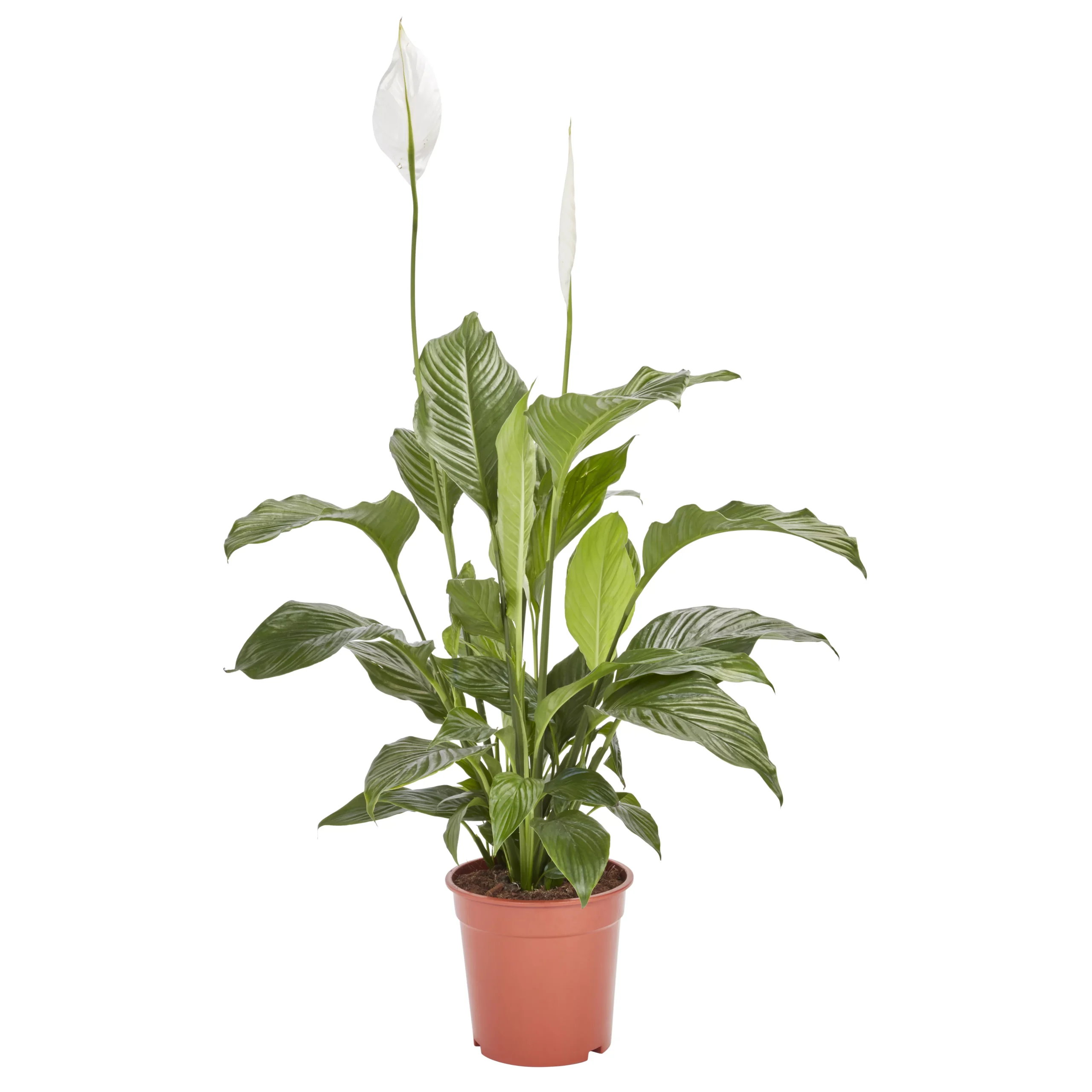 Peace Lily In 21cm Terracotta Plastic Grow Pot