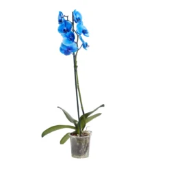 Single Stem Blue Moth Orchid In 12cm Clear Plastic Grow Pot