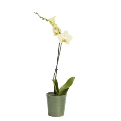 Single Stem Orchid In 12cm Assorted Ceramic Decorative Pot