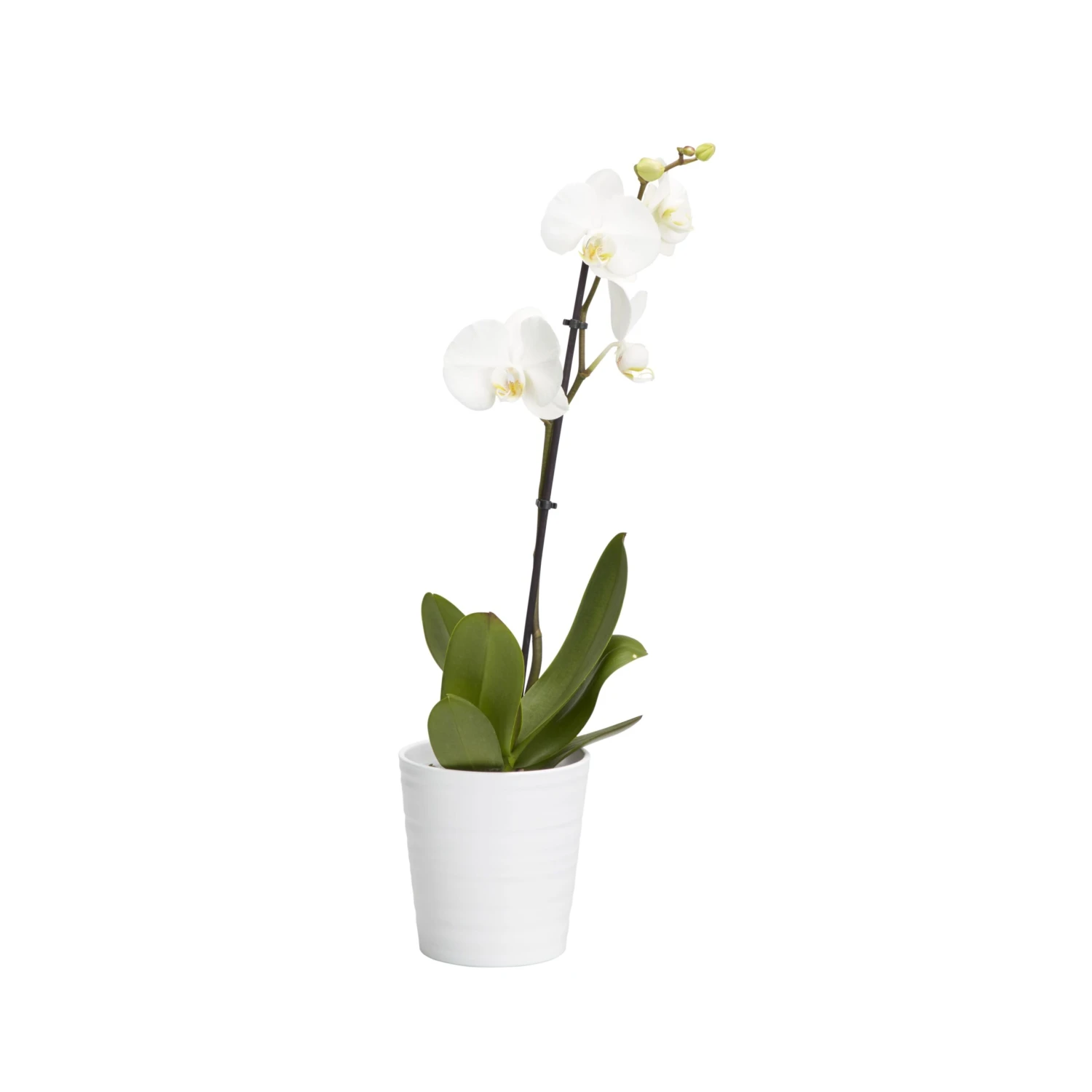 Single Stem Orchid In 12cm Assorted Ceramic Decorative Pot - Image 2