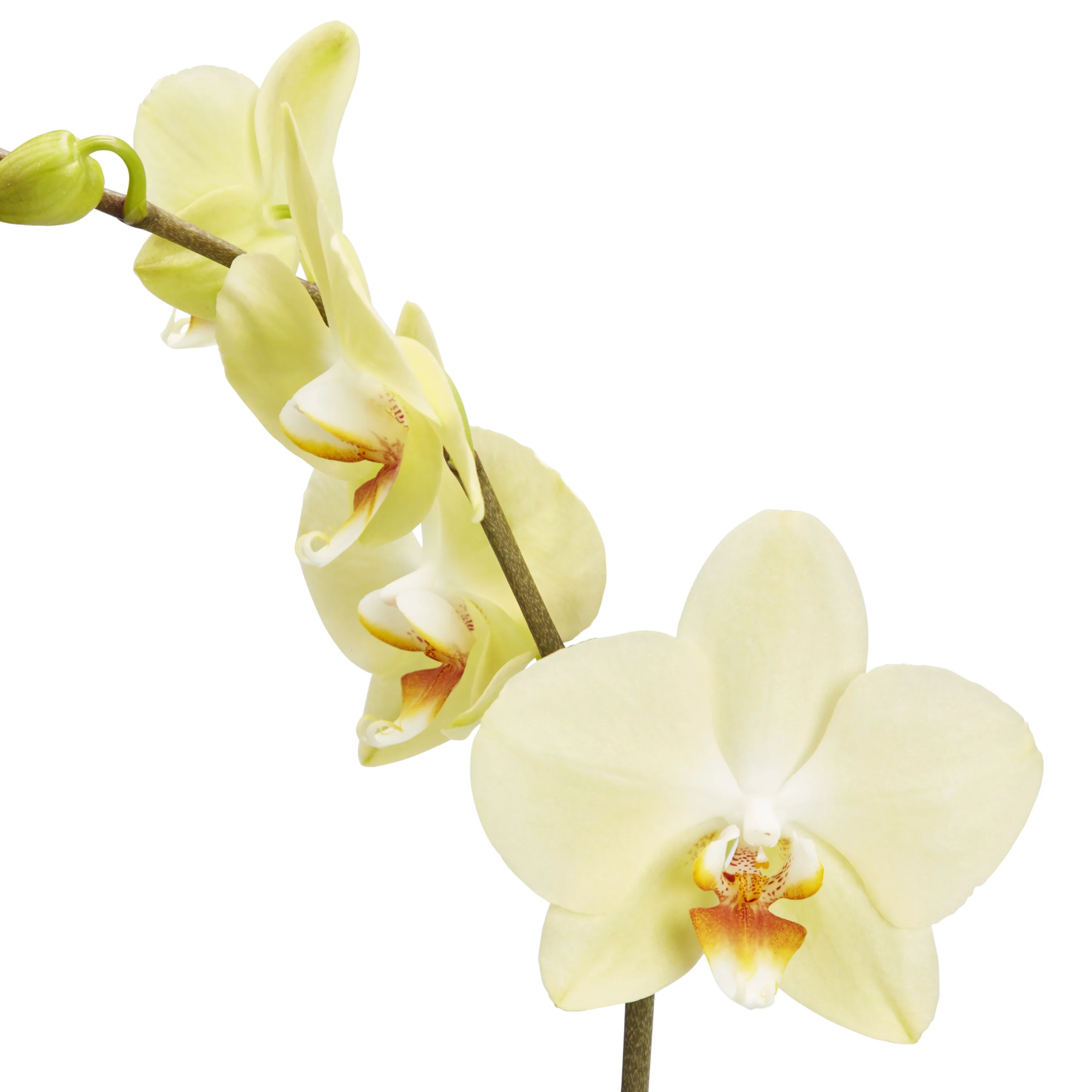 Single Stem Orchid In 12cm Assorted Ceramic Decorative Pot - Image 4