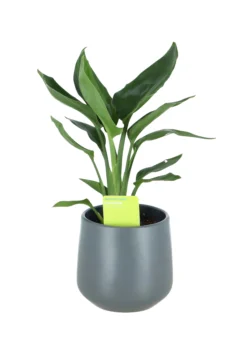 Strelitzia In 13cm Dark Grey Ceramic Decorative Pot