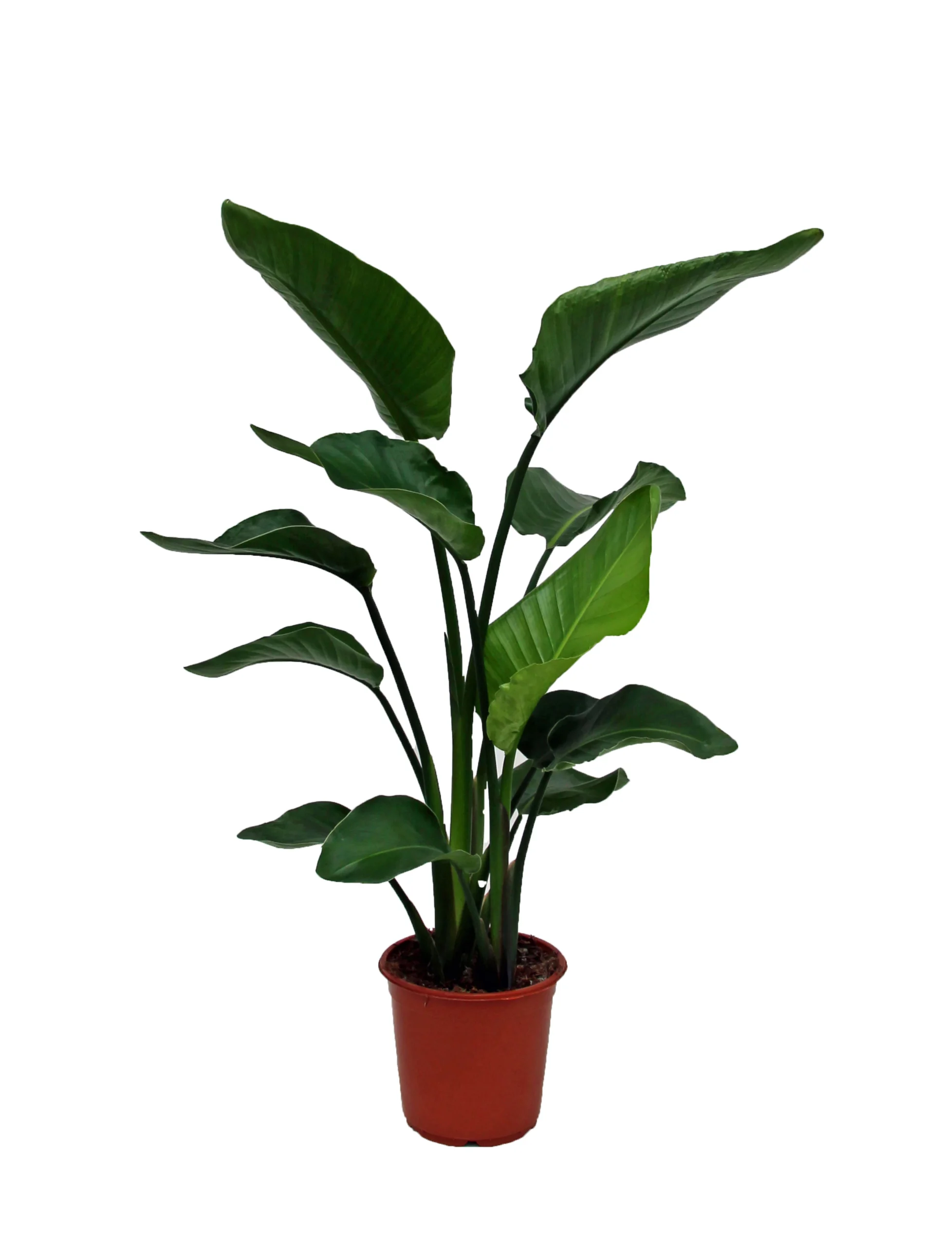 Strelitzia In 21cm Terracotta Plastic Grow Pot
