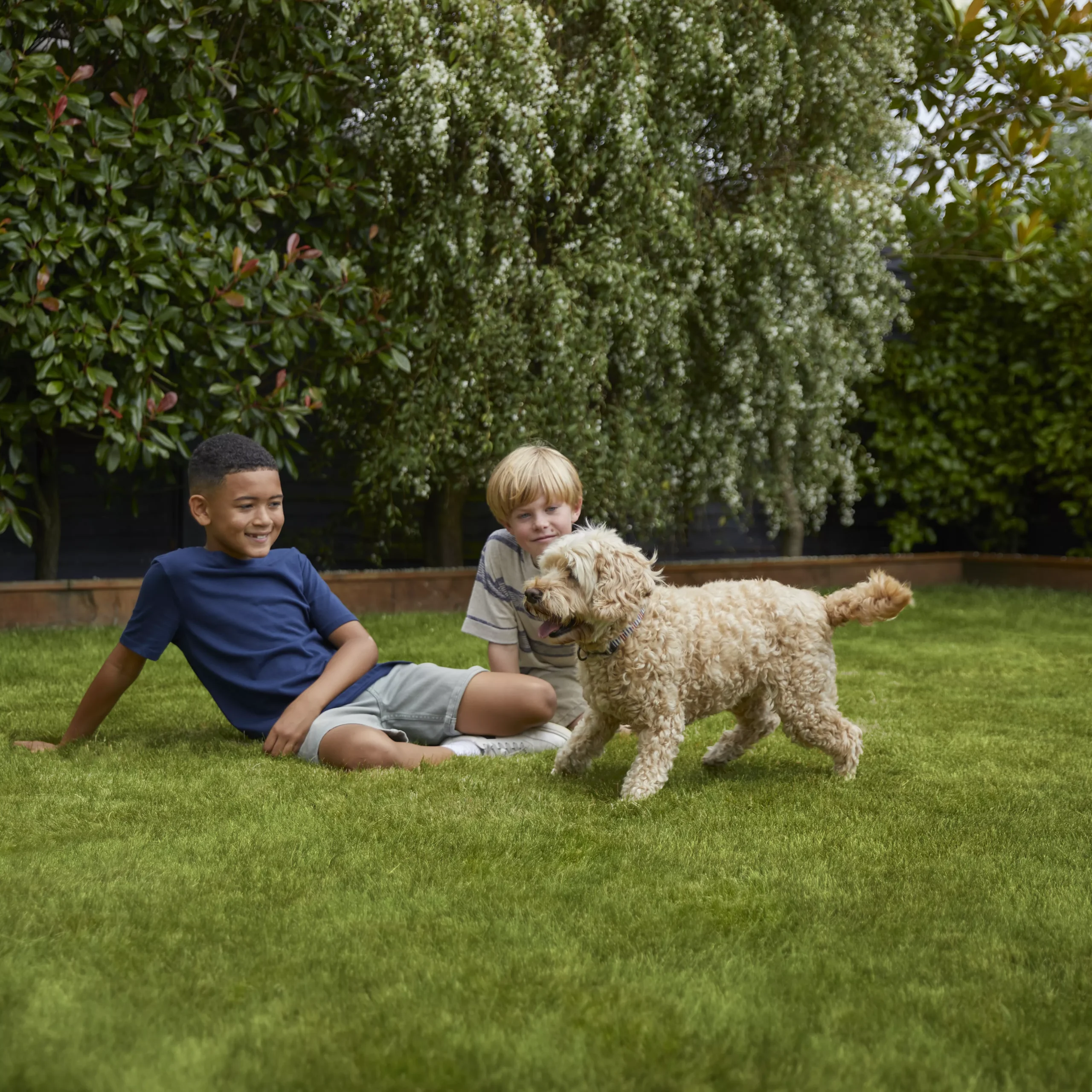 Verve Family & Sports Grass Seeds, 1.5kg - Image 7