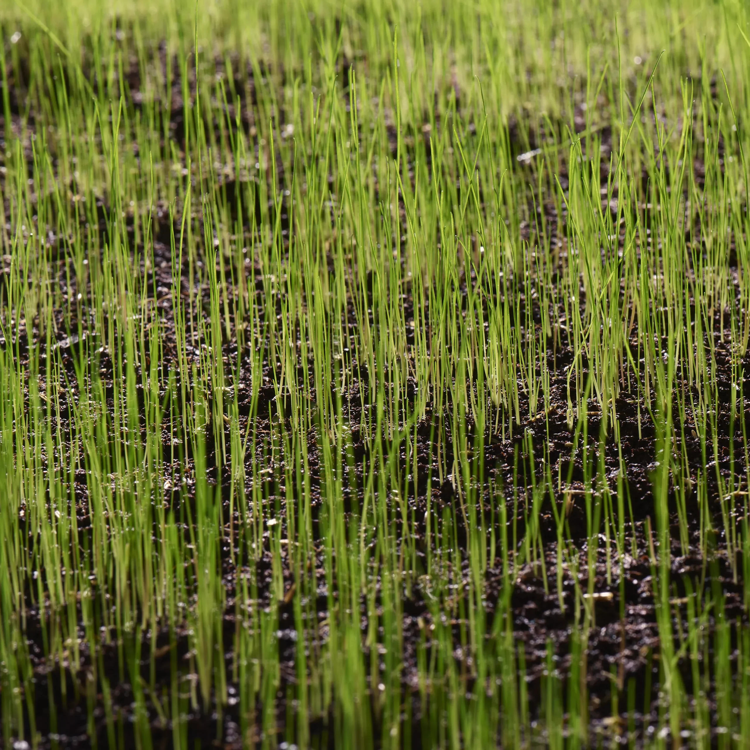 Verve Family & Sports Grass Seeds, 1.5kg - Image 12