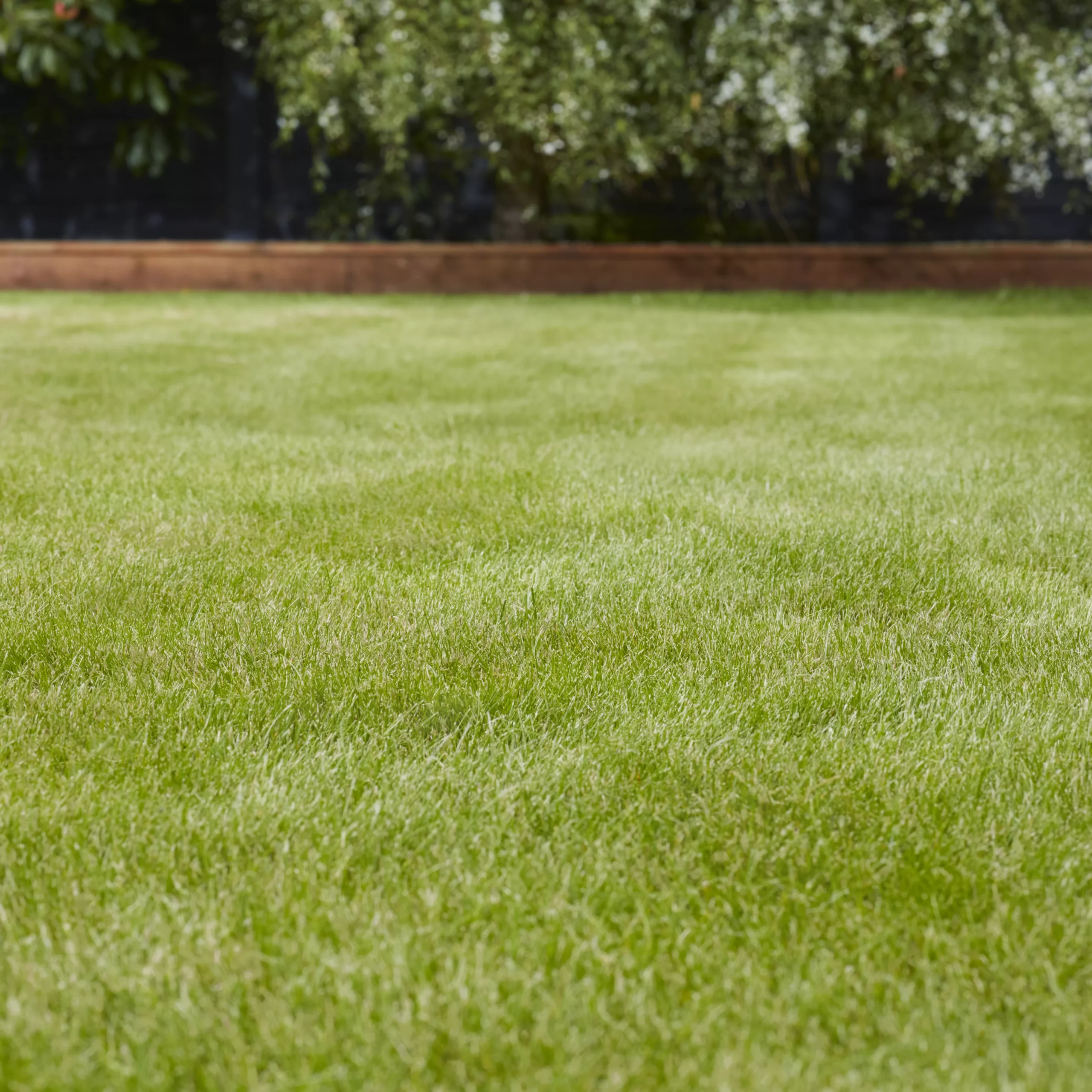 Verve Grass Seeds, 10kg - Image 2