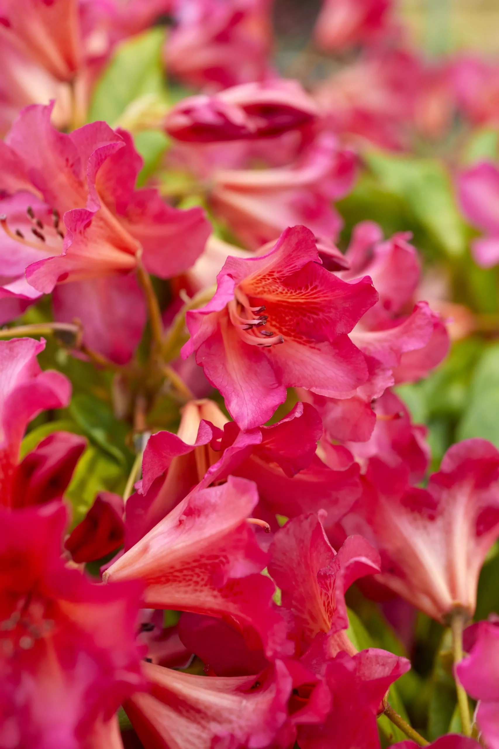 Verve Mamaterra Ericaceous Plant Feed Granules 100m² 2.5kg - Image 2