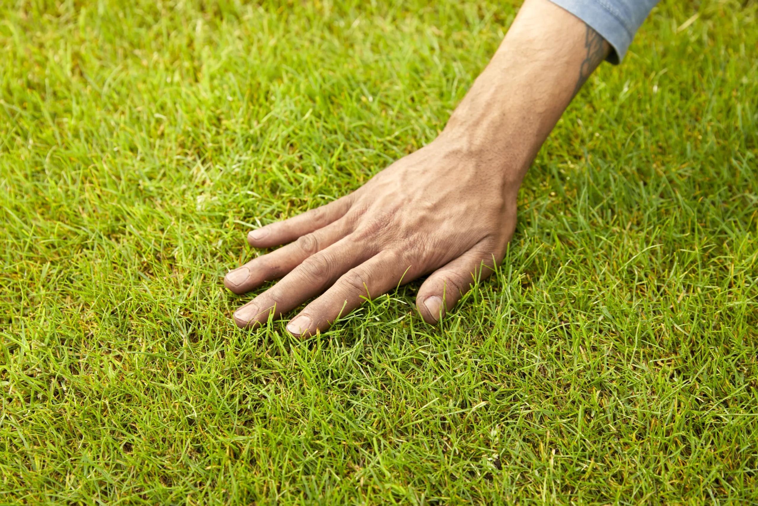 Verve Mamaterra Lawn Feed Granules 100m² 2.5kg - Image 2