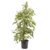 Weeping Fig In 21cm Black Plastic Grow Pot