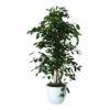 Weeping Fig In 24cm Assorted Ceramic Decorative Pot