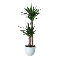 Yucca In 24cm Assorted Ceramic Decorative Pot