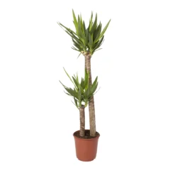 Yucca In 24cm Terracotta Plastic Grow Pot